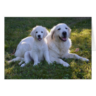 Mamá recuperadora de oro y cachorro