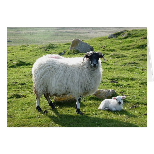 Mama Sheep and Lamb (Anverso (Horizontal))