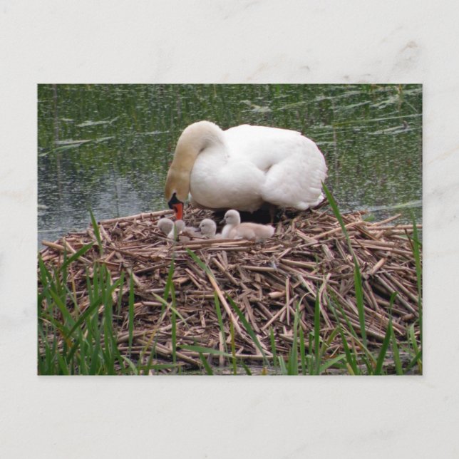 Mama Swan tiende a la postal de los Cygnets (2) (Anverso)