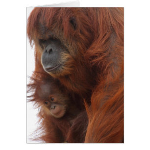 Mamá y bebé Orangutan