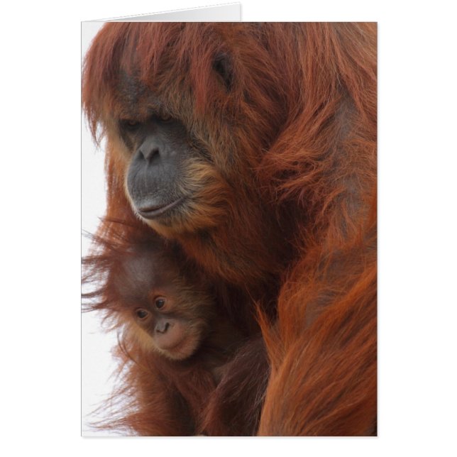 Mamá y bebé Orangutan (Frente)