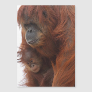 Mamá y bebé Orangutan