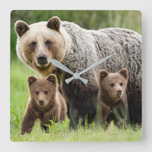 Mamá y bebés grizzly entierran el reloj de pared c
