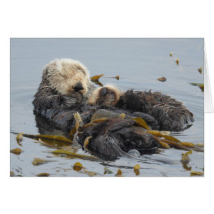 Mamá y cachorro del mar en duelo