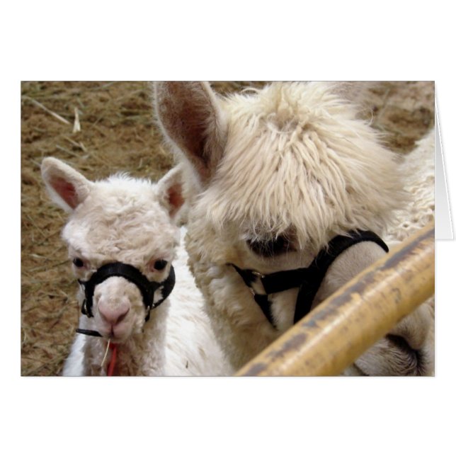 Mamá y Cria (Anverso (Horizontal))