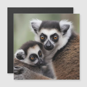 Mamá Y El Bebé Lemur Tomando Un Ajetazo,
