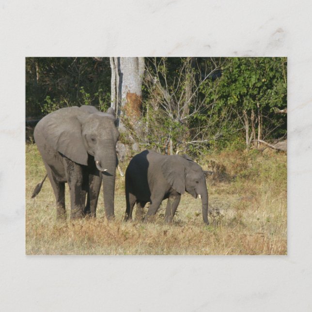 Mamá y la postal del Elefante Feliz (Anverso)