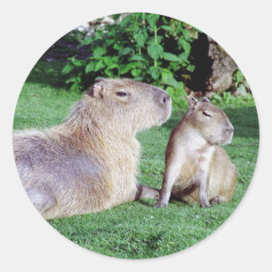Mamá y Pegatinas del Capibara