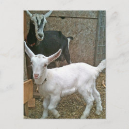 Mamá Zoe con una pequeña postal de margarita