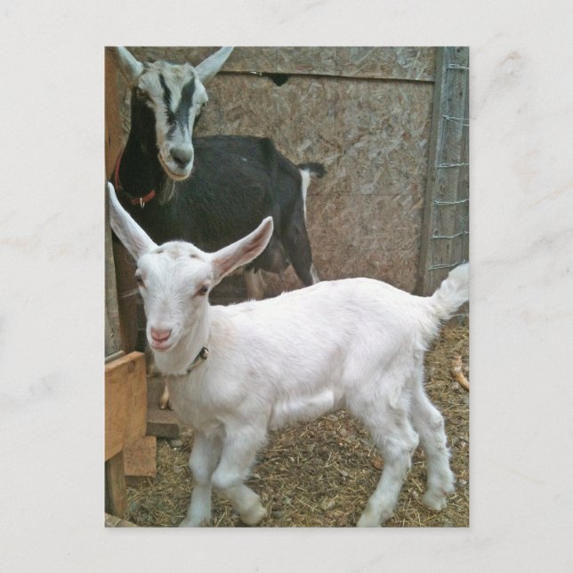 Mamá Zoe con una pequeña postal de margarita (Anverso)