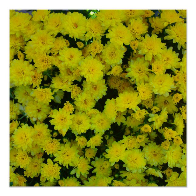 Mamáes amarillas Flor Poster perfecto (Anverso)