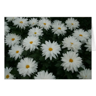 Mamáes Daisy