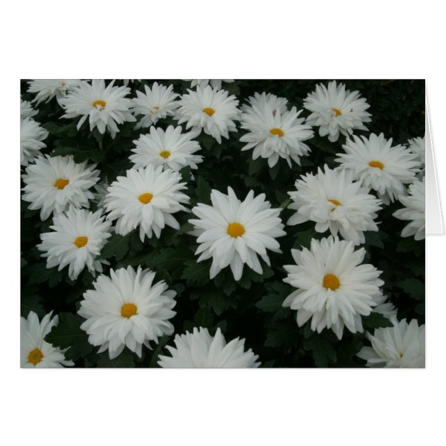 Mamáes Daisy (Anverso (Horizontal))