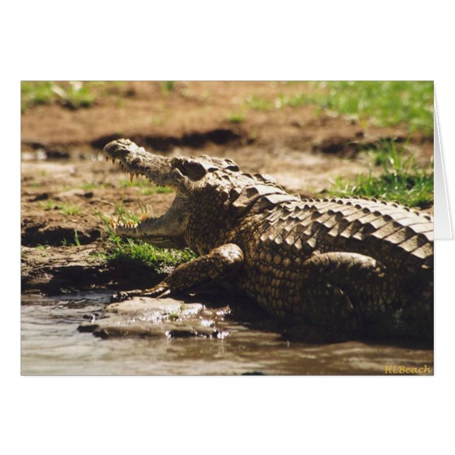 Mamba (cocodrilo) (Anverso (Horizontal))