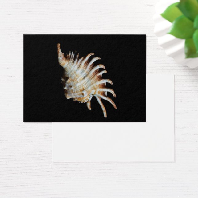 Mambeda Lambis Shell Spider (Escritorio)