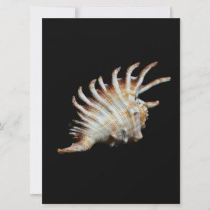 Mambeda Lambis Shell Spider