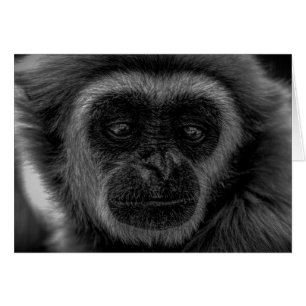 Mamífero de la fauna salvaje de Gibbon indonesia