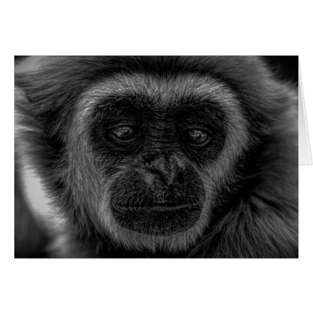 Mamífero de la fauna salvaje de Gibbon indonesia (Anverso (Horizontal))