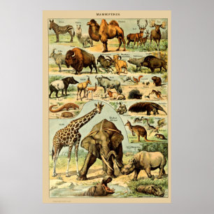 Mamíferos de época Animales Arte de Ilustracion an