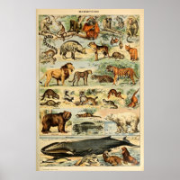 Mamíferos de época Animales Arte de Ilustracion an