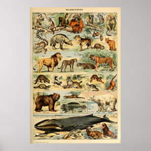 Mamíferos de época Animales Arte de Ilustracion an