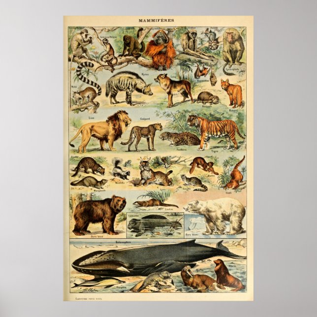 Mamíferos de época Animales Arte de Ilustracion an (Frente)