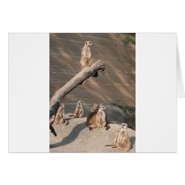Mamíferos salvajes Meerkat de los animales (Anverso (Horizontal))