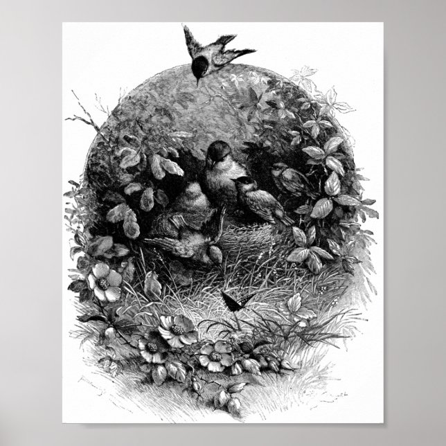 Mamma y aves bebés en nido ilustrativo de arte vin (Frente)