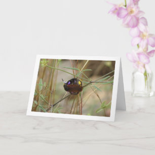 Mammoth Wasp - Tarjeta Megascolia maculata