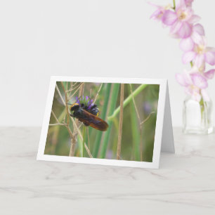 Mammoth Wasp - Tarjeta Megascolia maculata