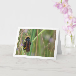 Mammoth Wasp - Tarjeta Megascolia maculata