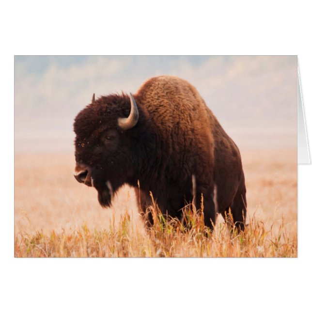 Manada de Bisontes Americanos (Bison Bison) en Tet (Anverso (Horizontal))