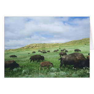Manada de bisontes pastan hierba de la pradera en