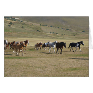 Manada de Caballos