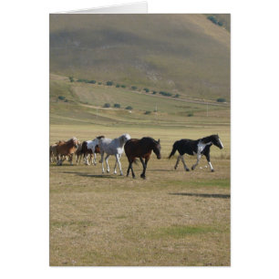 Manada de Caballos