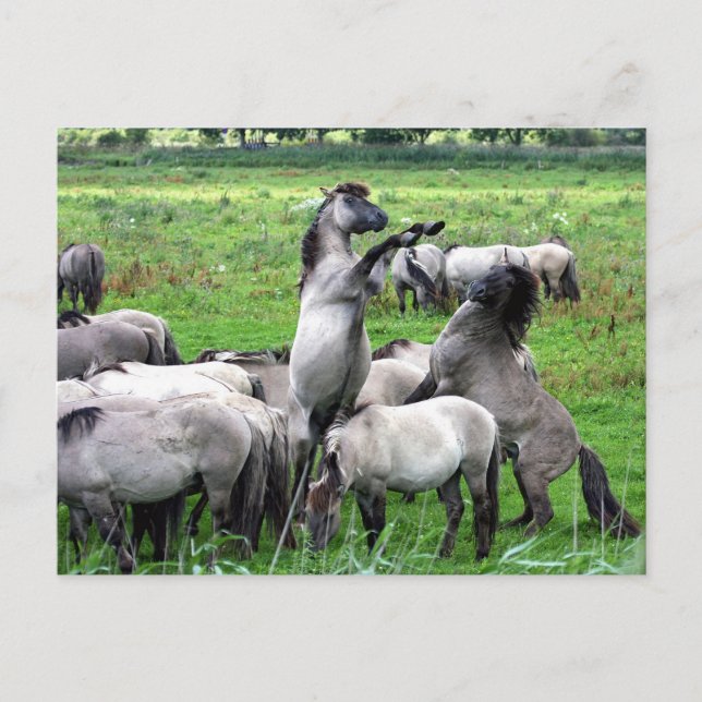 manada de caballos salvajes de konik postal (Anverso)