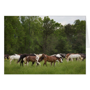 Manada de caballos, Tennessee