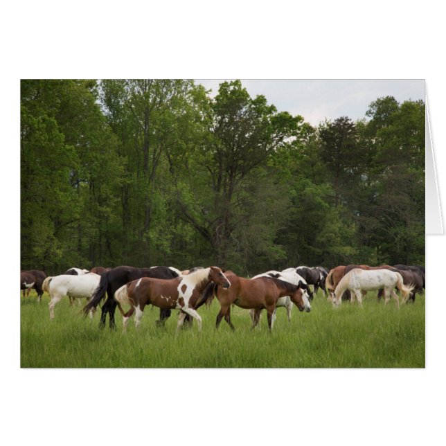 Manada de caballos, Tennessee (Anverso (Horizontal))