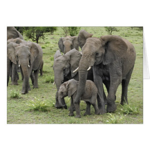 Manada de elefantes africanos