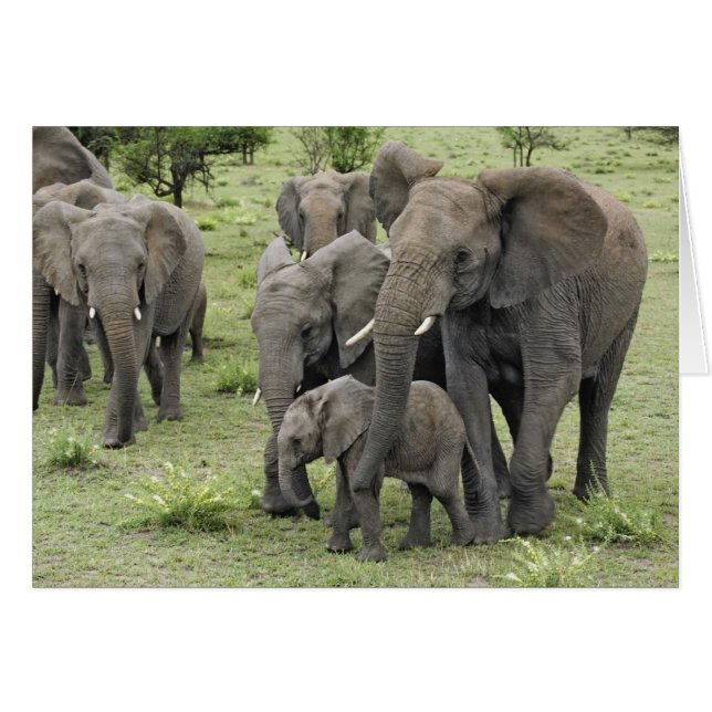 Manada de elefantes africanos (Anverso (Horizontal))
