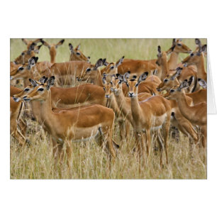 Manada de impalas hembras, Masai Mara, Kenia.