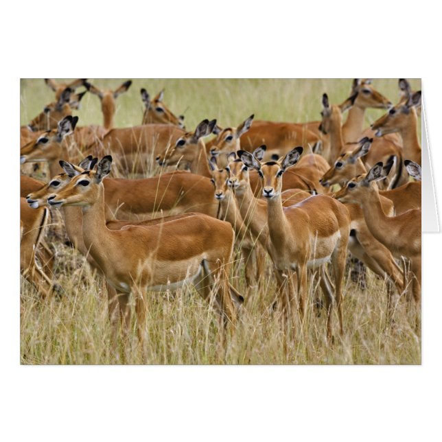 Manada de impalas hembras, Masai Mara, Kenia. (Anverso (Horizontal))
