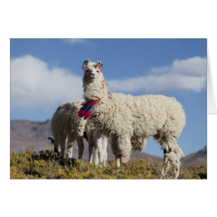 Manada de llamas decoradas en la Puna, cordillera