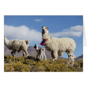 Manada de llamas decoradas en la Puna, cordillera