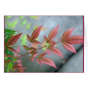 Mañana del verano indio