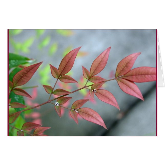 Mañana del verano indio (Anverso (Horizontal))