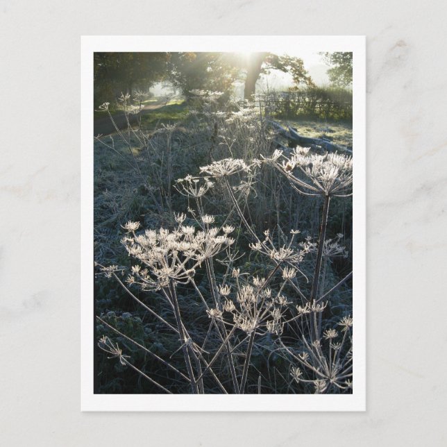 Mañana helada en la postal de Cheshire (Anverso)