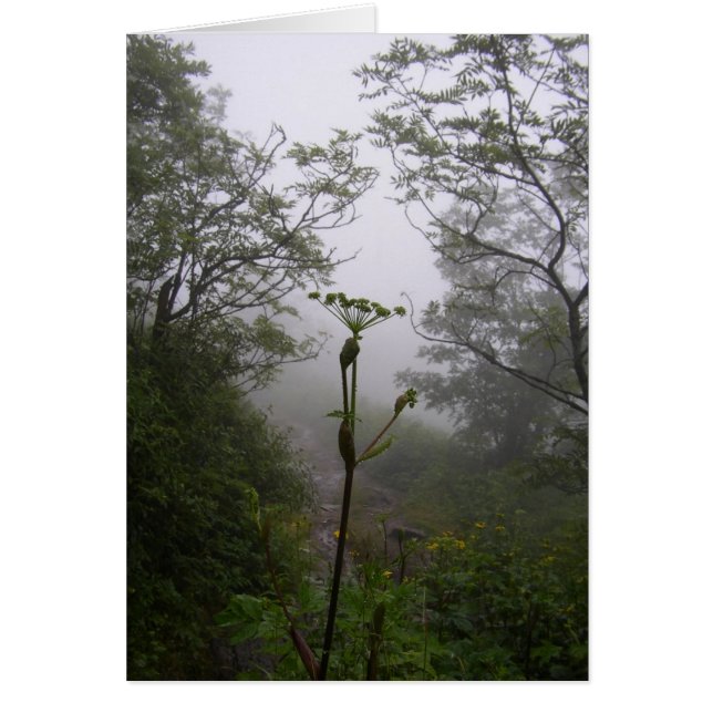 Mañana mística (Frente)