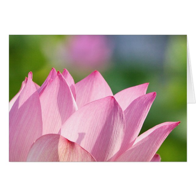 Mañana Rosa (Anverso (Horizontal))