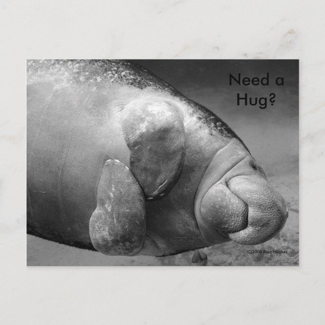 Manatee BW0196 "¿Necesita un abrazo?" Postal (Anverso)